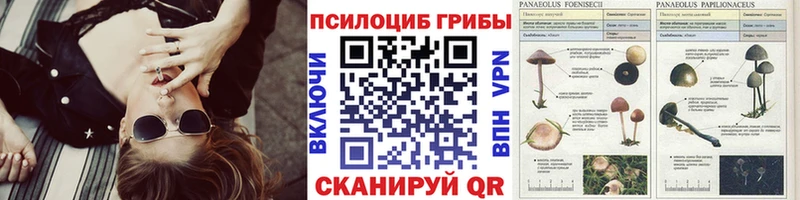 Псилоцибиновые грибы Cubensis Купить где Нестеров